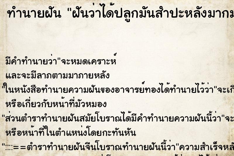 ทำนายฝันฝันว่าได้ปลูกมันสำปะหลังมากมายฝันเห็นมันมากมาย ทำนายฝันทำนายฝันฝันว่าได้ปลูกมันสำปะหลังมากมายฝันเห็นมันมากมาย